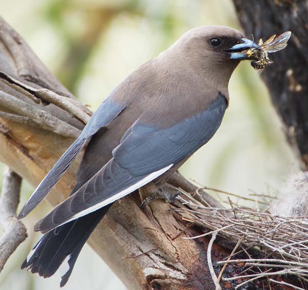 Dusky Woodswallow | Artamus cyanopterus photo