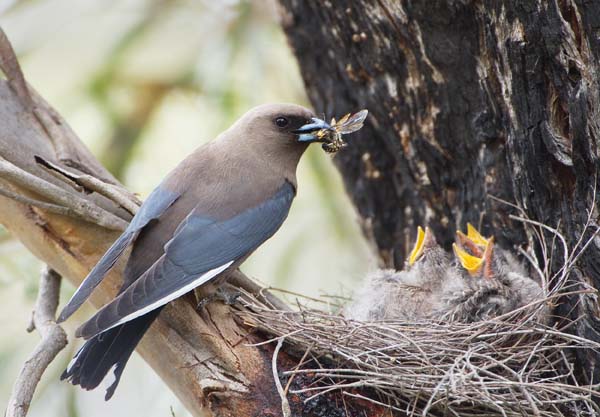 Dusky Woodswallow | Artamus cyanopterus photo