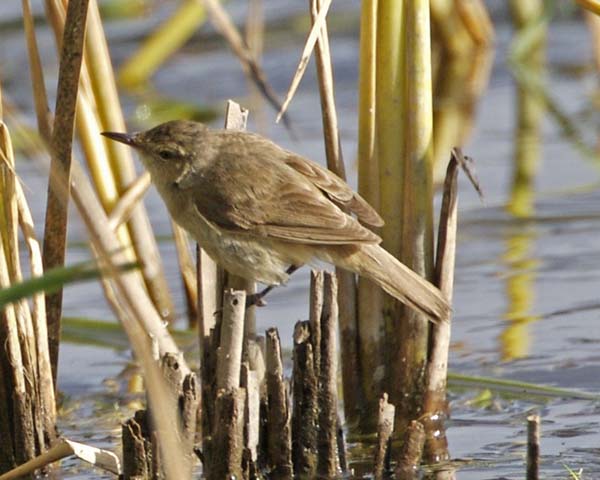 Australian Reed-Warbler | Acrocephalus australis photo