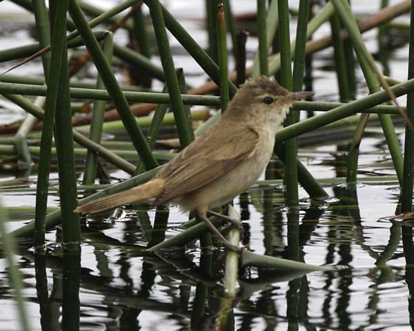 Australian Reed-Warbler | Acrocephalus australis photo