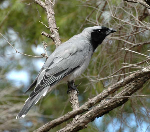 Black-faced Cuckoo-shrike | Coracina novaehollandiae photo