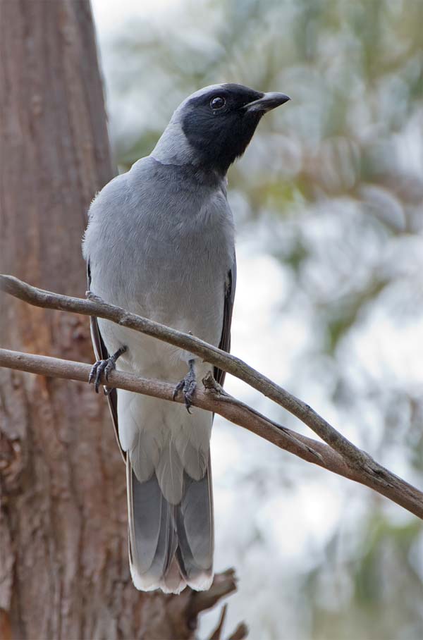 Black-faced Cuckoo-shrike | Coracina novaehollandiae photo