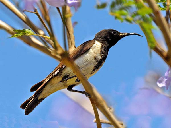 Black Honeyeater | Certhionyx niger photo