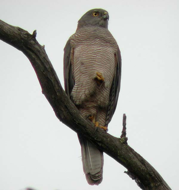 Brown Goshawk | Accipiter fasciatus photo