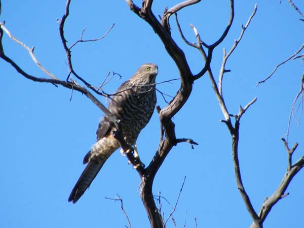 Brown Goshawk | Accipiter fasciatus photo