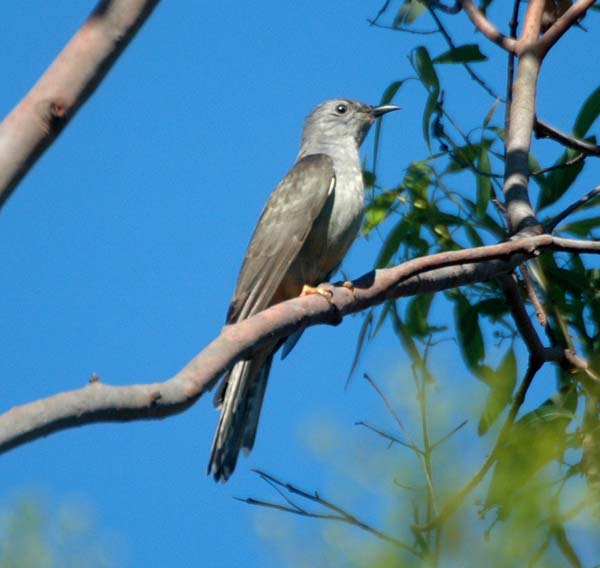 Brush Cuckoo | Cacomantis variolosus photo