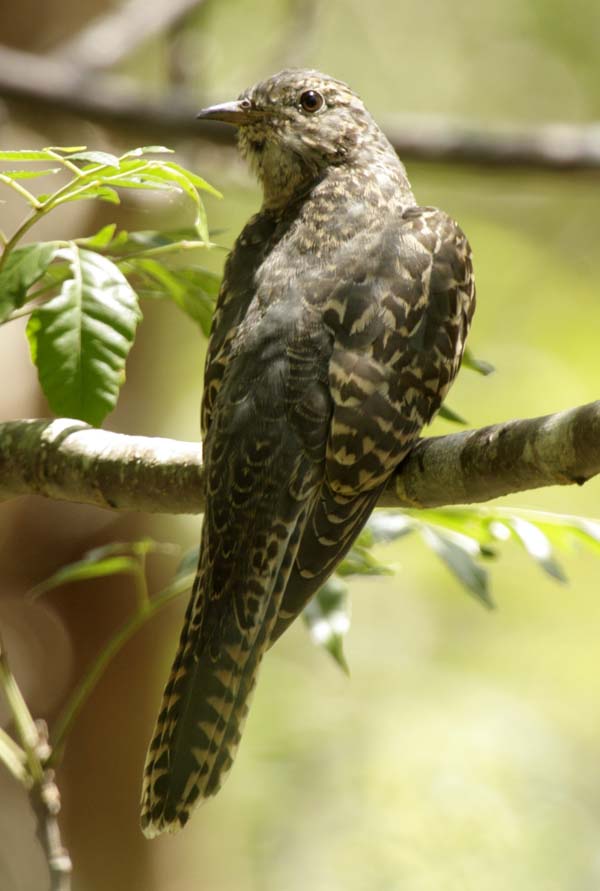 Brush Cuckoo | Cacomantis variolosus photo