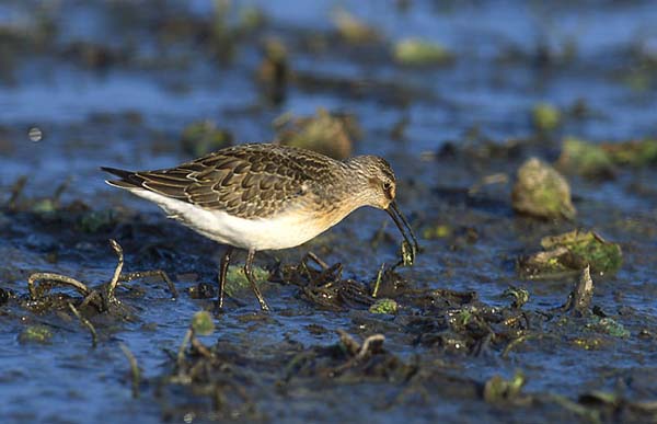 Curlew Sandpiper | Calidris ferruginea photo