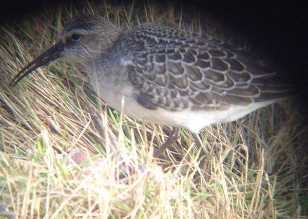 Curlew Sandpiper | Calidris ferruginea photo