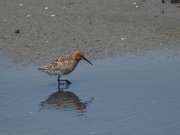 Curlew Sandpiper | Calidris ferruginea photo