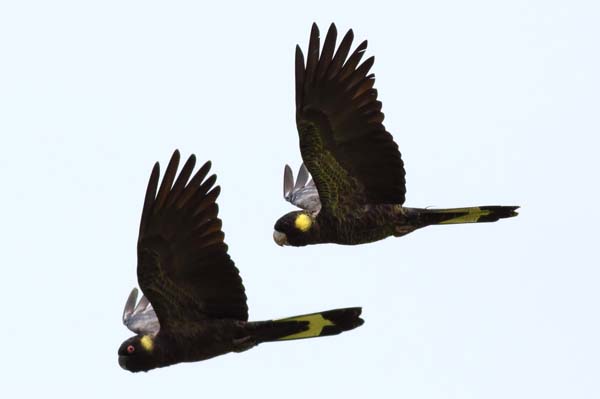 Yellow-tailed Black Cockatoo | Calyptorhynchus funereus photo