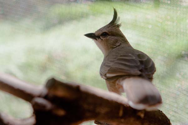 Chiming Wedgebill | Psophodes occidentalis photo