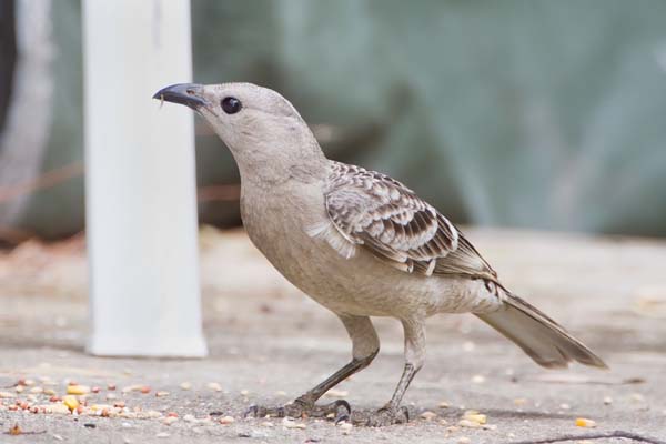 Great Bowerbird | Chlamydera nuchalis photo