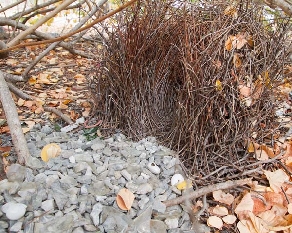 Great Bowerbird | Chlamydera nuchalis photo