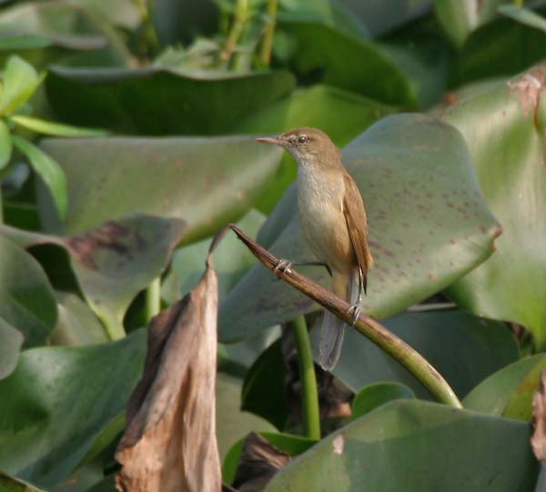 Clamorous Reed Warbler | Acrocephalus stentoreus photo