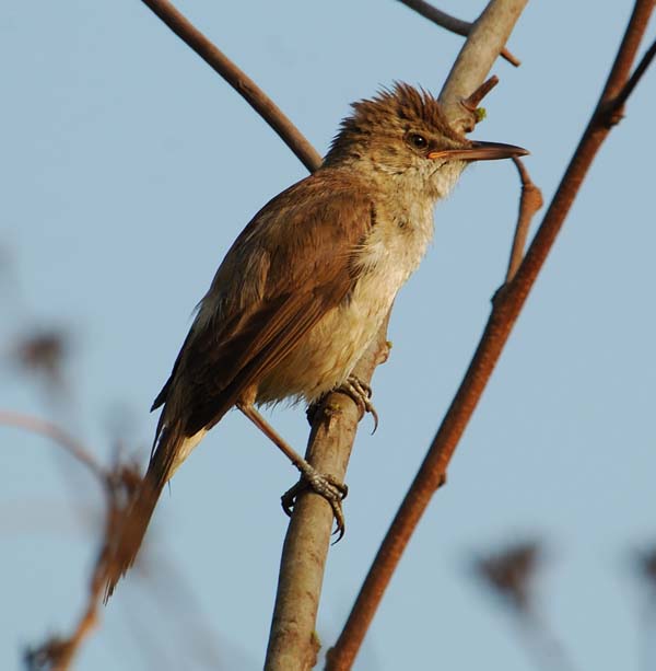 Clamorous Reed Warbler | Acrocephalus stentoreus photo