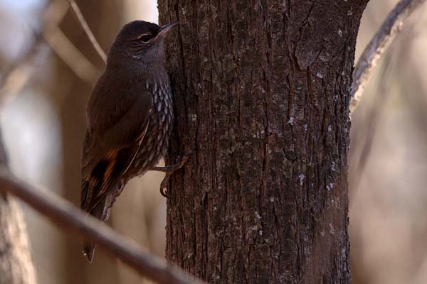 White-browed Treecreeper | Climacteris affinis photo