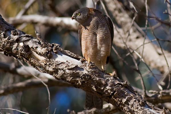 Collared Sparrowhawk | Accipiter cirrocephalus photo