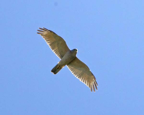 Collared Sparrowhawk | Accipiter cirrocephalus photo