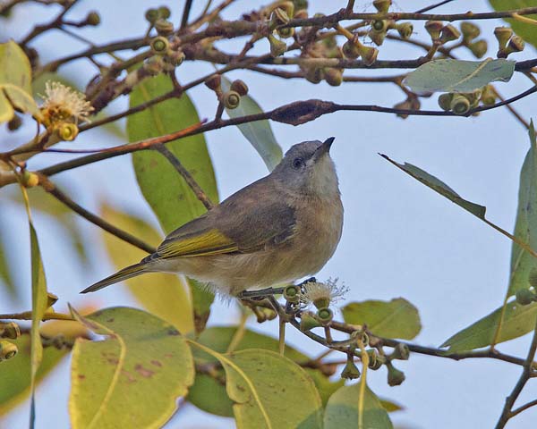 Rufous-banded Honeyeater | Conopophila albogularis photo