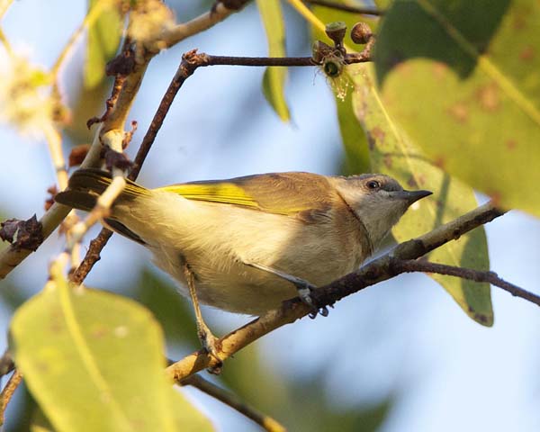 Rufous-banded Honeyeater | Conopophila albogularis photo