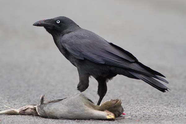 Forest Raven | Corvus tasmanicus photo