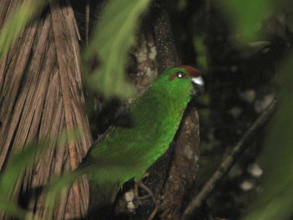 Norfolk Island Parakeet | Cyanoramphus cookii photo