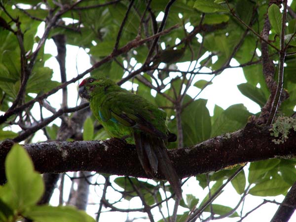 Norfolk Island Parakeet | Cyanoramphus cookii photo