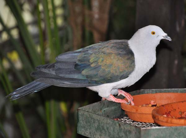 Elegant Imperial-Pigeon | Ducula concinna photo