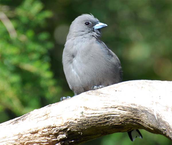 Dusky Woodswallow | Artamus cyanopterus photo