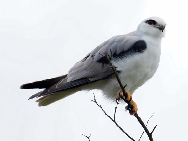 Black-shouldered Kite | Elanus axillaris photo