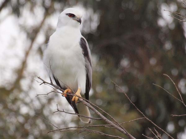 Black-shouldered Kite | Elanus axillaris photo