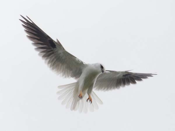 Black-shouldered Kite | Elanus axillaris photo