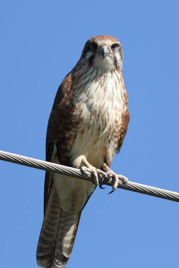 Brown Falcon | Falco berigora photo