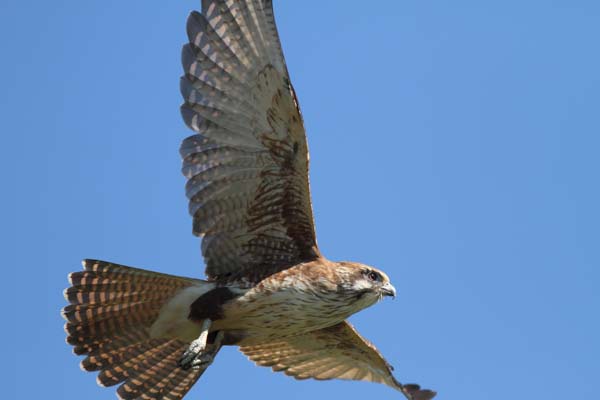 Brown Falcon | Falco berigora photo