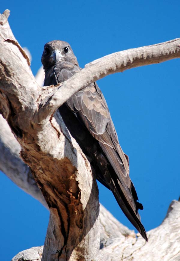 Black Falcon | Falco subniger photo