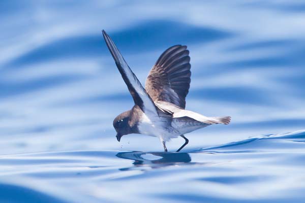 Grey-backed Storm-Petrel | Garrodia nereis photo