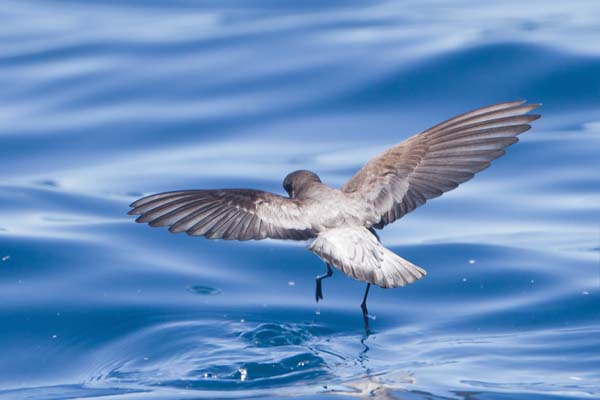 Grey-backed Storm-Petrel | Garrodia nereis photo