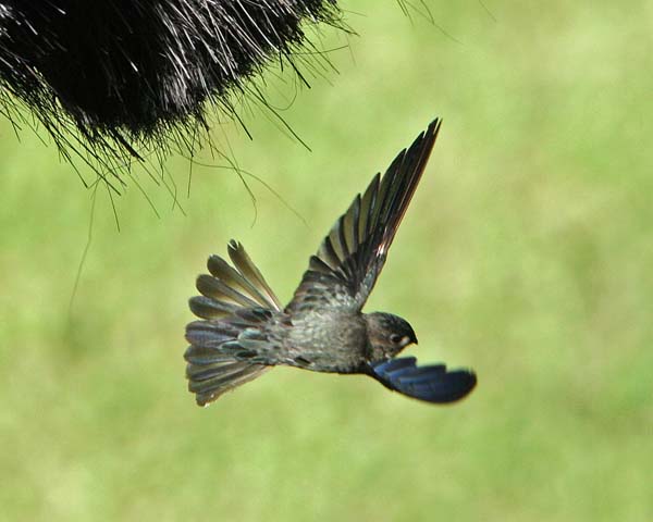 Glossy Swiftlet | Collocalia esculenta photo