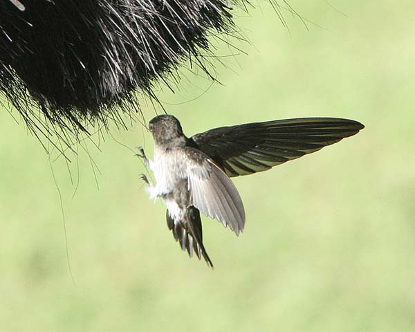 Glossy Swiftlet | Collocalia esculenta photo