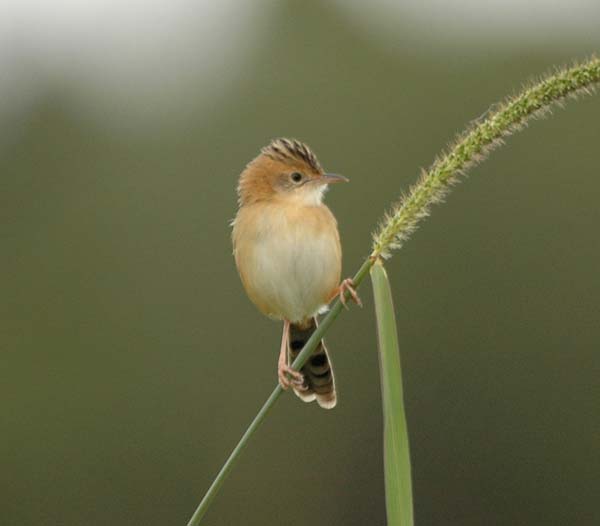 Golden-headed Cisticola | Cisticola exilis photo