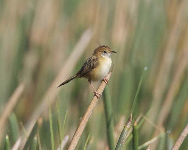 Golden-headed Cisticola | Cisticola exilis photo