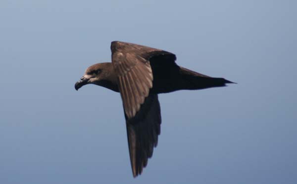 Great-winged Petrel | Pterodroma macroptera photo