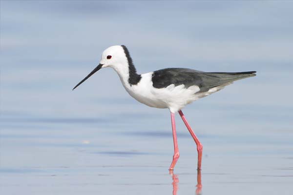 Banded Stilt | Himantopus leucocephalus photo