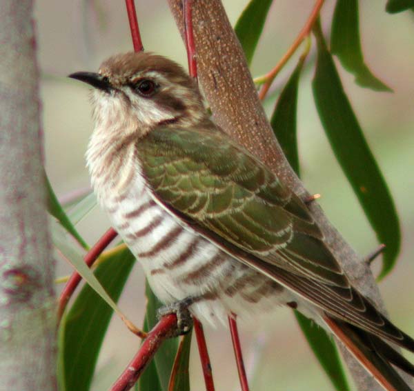 Horsfield's Bronze-Cuckoo | Chrysococcyx basalis photo