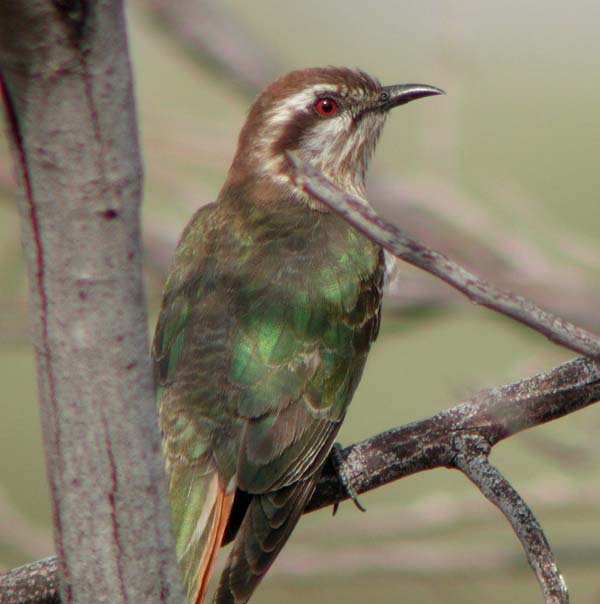 Horsfield's Bronze-Cuckoo | Chrysococcyx basalis photo