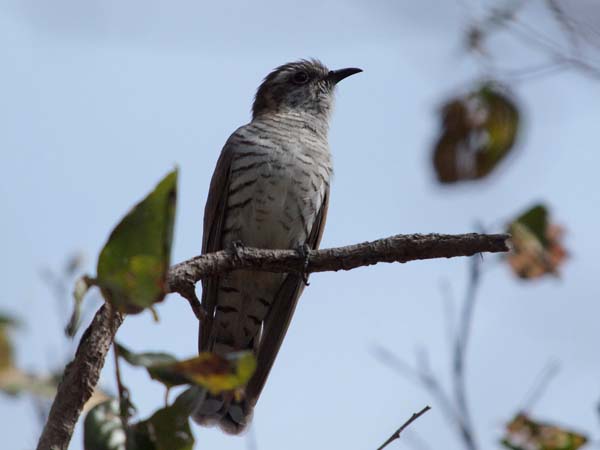 Horsfield's Bronze-Cuckoo | Chrysococcyx basalis photo