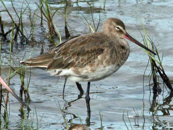 Hudsonian Godwit | Limosa haemastica photo