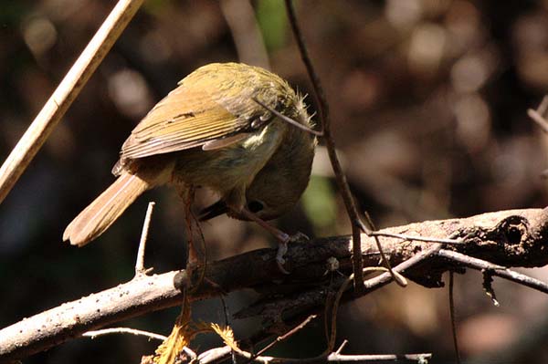 Large-billed Scrubwren | Sericornis magnirostris photo