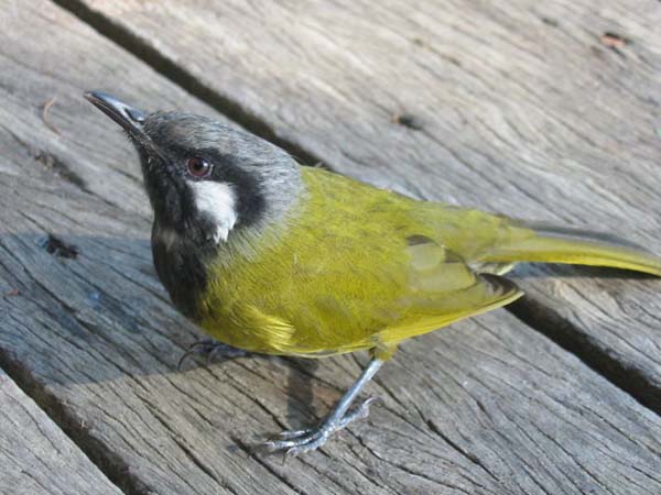 White-eared Honeyeater | Lichenostomus leucotis photo